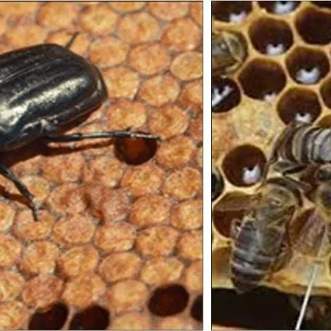 thumbnail for publication: Large African Hive Beetle Oplostomus fuligineus (Olivier) (Insecta: Coleoptera: Scarabaeidae)